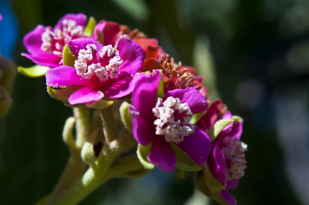 Fleur bois de senteur