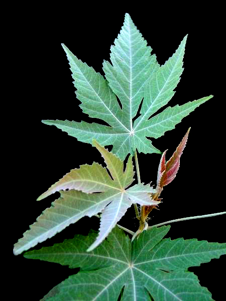 feuilles de ruizia